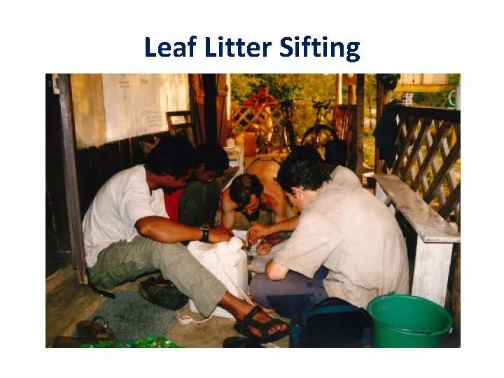 Leaf Litter Sifting 
