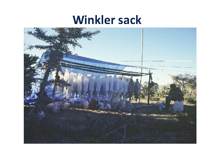 Winkler sack 