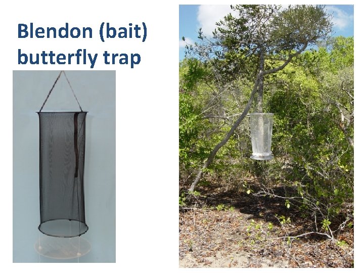 Blendon (bait) butterfly trap 