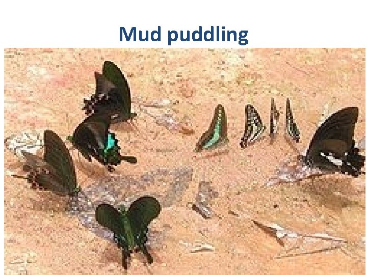 Mud puddling 