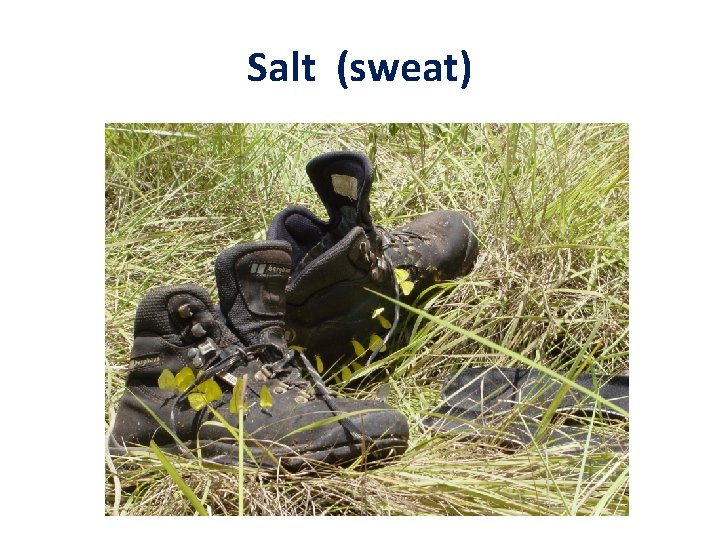 Salt (sweat) 