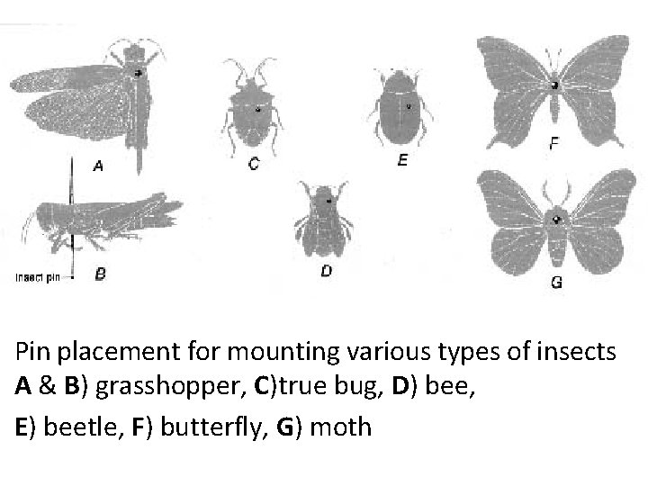 Pin placement for mounting various types of insects A & B) grasshopper, C)true bug,
