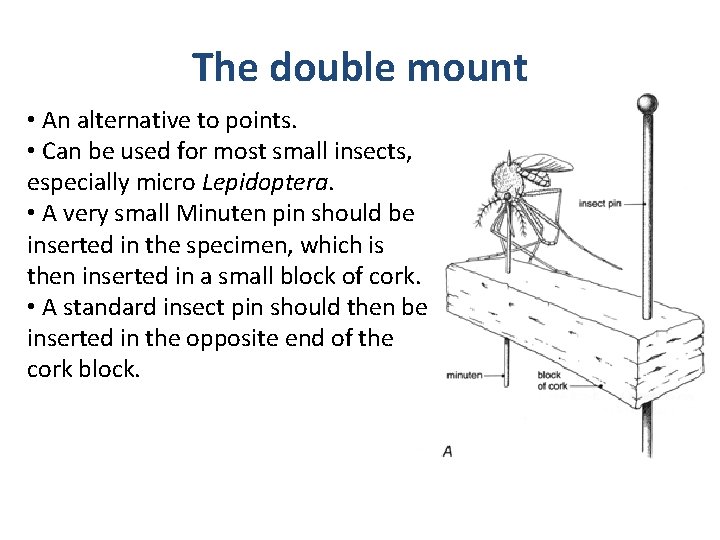 The double mount • An alternative to points. • Can be used for most