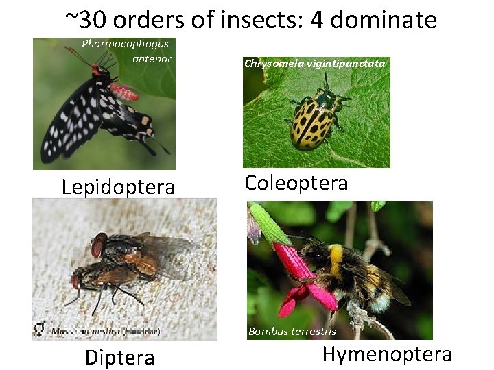 ~30 orders of insects: 4 dominate Pharmacophagus antenor Lepidoptera Chrysomela vigintipunctata Coleoptera Bombus terrestris