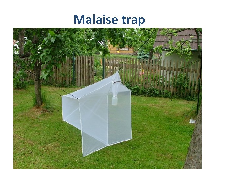 Malaise trap 