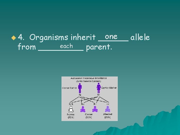 one Organisms inherit ______ allele each from _____ parent. u 4. 
