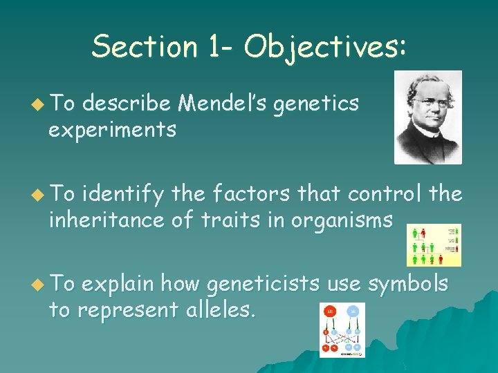 Section 1 - Objectives: u To describe Mendel’s genetics experiments u To identify the