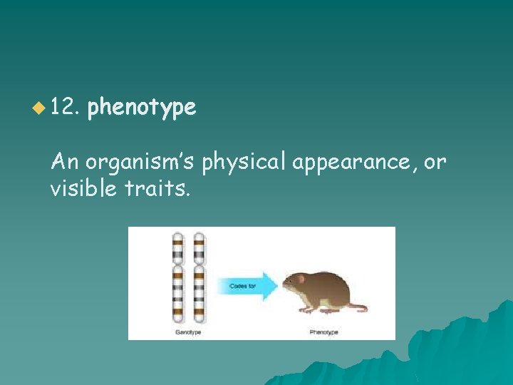 u 12. phenotype An organism’s physical appearance, or visible traits. 