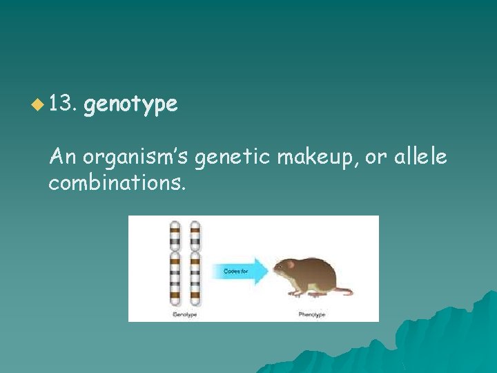 u 13. genotype An organism’s genetic makeup, or allele combinations. 