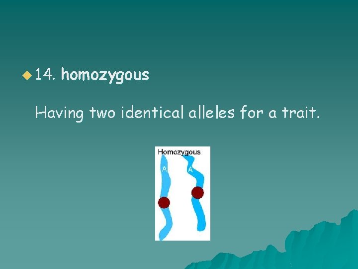 u 14. homozygous Having two identical alleles for a trait. 