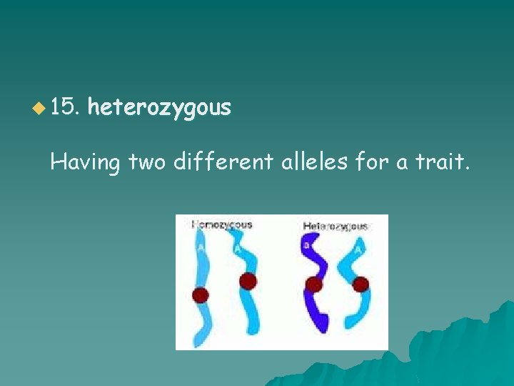u 15. heterozygous Having two different alleles for a trait. 