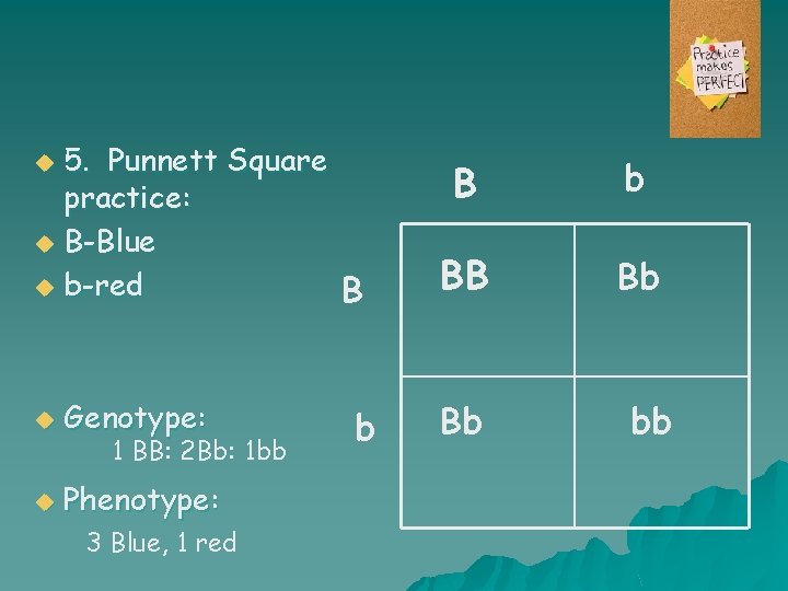 5. Punnett Square practice: u B-Blue u b-red B u u Genotype: u Phenotype: