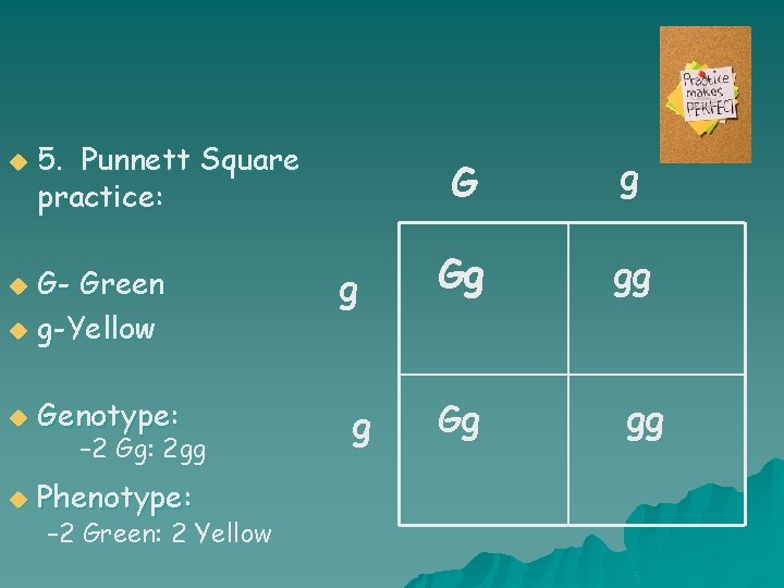 u 5. Punnett Square practice: G- Green u g-Yellow u u Genotype: u Phenotype: