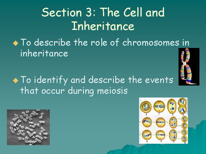 Section 3: The Cell and Inheritance u To describe the role of chromosomes in