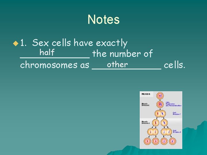 Notes u 1. Sex cells have exactly half ______ the number of other chromosomes