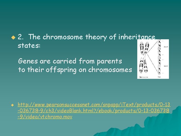u 2. The chromosome theory of inheritance states: Genes are carried from parents to