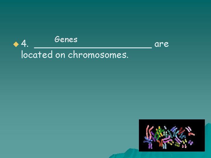 u 4. Genes __________ are located on chromosomes. 