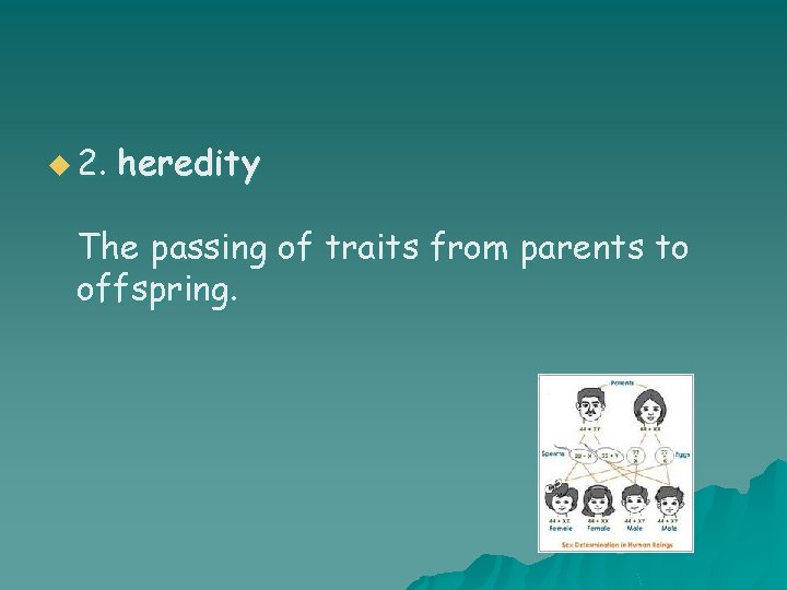 u 2. heredity The passing of traits from parents to offspring. 