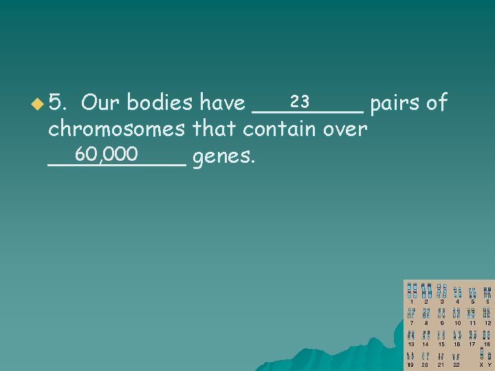 u 5. 23 Our bodies have ____ pairs of chromosomes that contain over 60,
