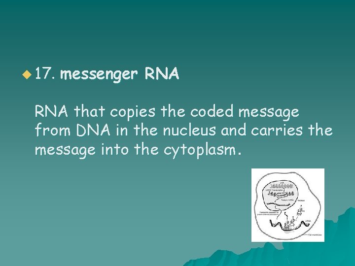 u 17. messenger RNA that copies the coded message from DNA in the nucleus