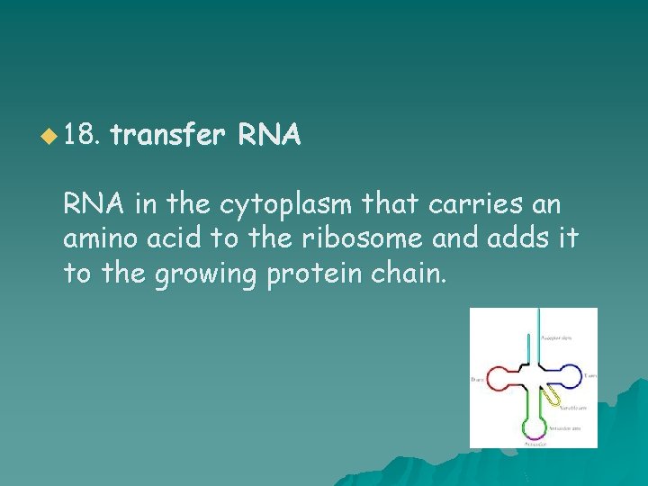u 18. transfer RNA in the cytoplasm that carries an amino acid to the