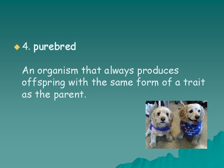 u 4. purebred An organism that always produces offspring with the same form of