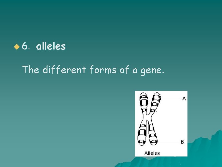u 6. alleles The different forms of a gene. 