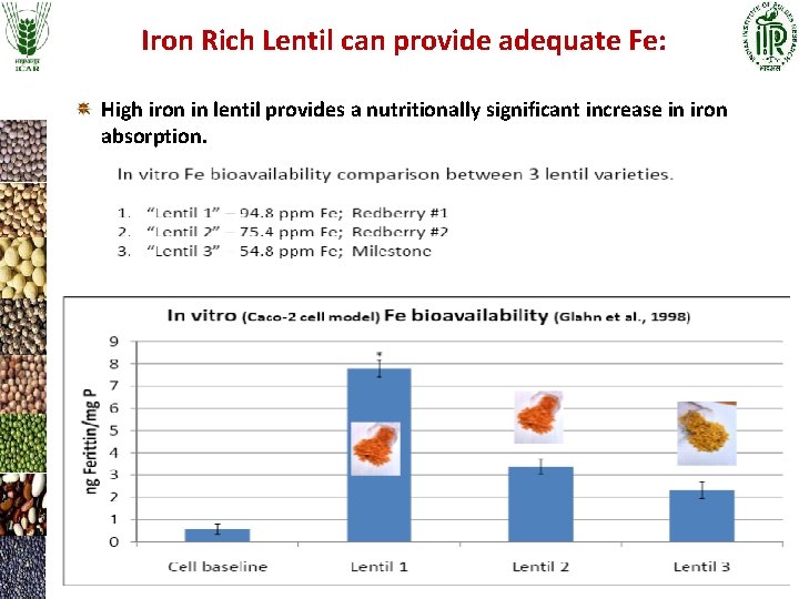 Iron Rich Lentil can provide adequate Fe: High iron in lentil provides a nutritionally Iron Rich Lentil can provide adequate Fe: High iron in lentil provides a nutritionally