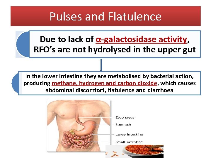 Pulses and Flatulence Due to lack of α-galactosidase activity, RFO’s are not hydrolysed in Pulses and Flatulence Due to lack of α-galactosidase activity, RFO’s are not hydrolysed in