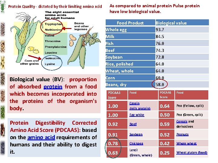Protein Quality - dictated by their limiting amino acid Biological value (BV): proportion of Protein Quality - dictated by their limiting amino acid Biological value (BV): proportion of
