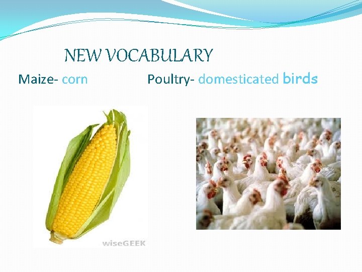 NEW VOCABULARY Maize- corn Poultry- domesticated birds 