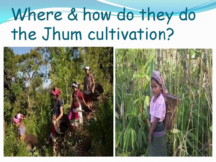 Where & how do they do the Jhum cultivation? 