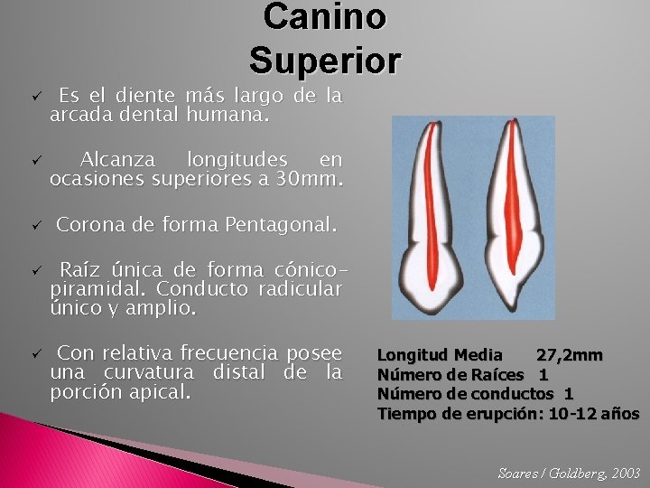 Canino Superior ü ü ü Es el diente más largo de la arcada dental