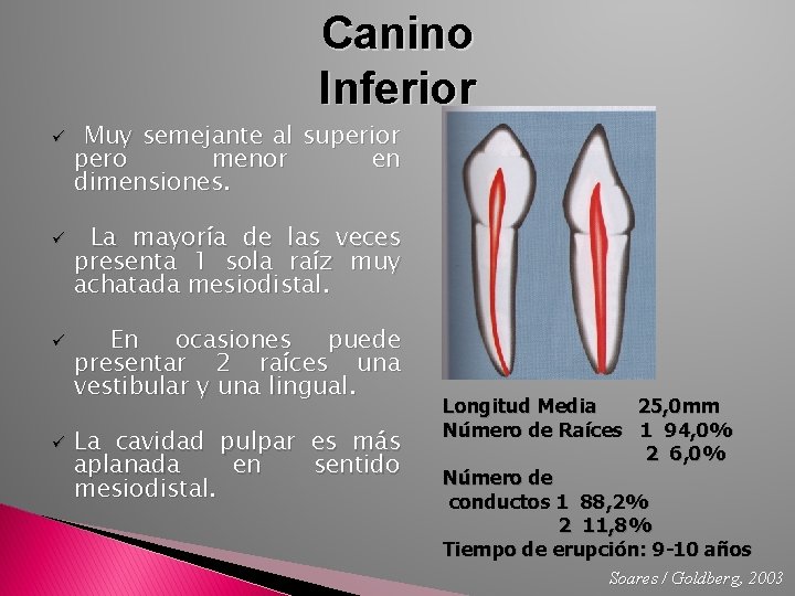 Canino Inferior ü ü Muy semejante al superior pero menor en dimensiones. La mayoría