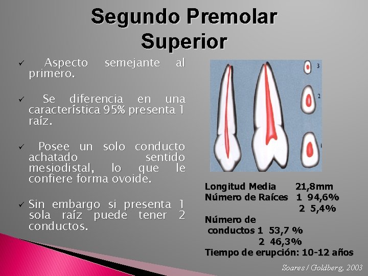 Segundo Premolar Superior ü ü Aspecto primero. semejante al Se diferencia en una característica
