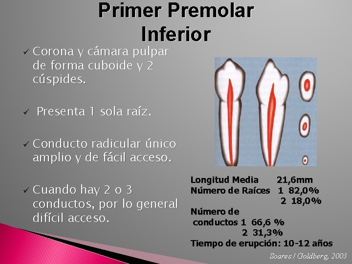 Primer Premolar Inferior ü ü Corona y cámara pulpar de forma cuboide y 2
