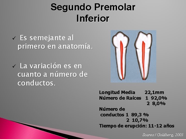 Segundo Premolar Inferior ü ü Es semejante al primero en anatomía. La variación es