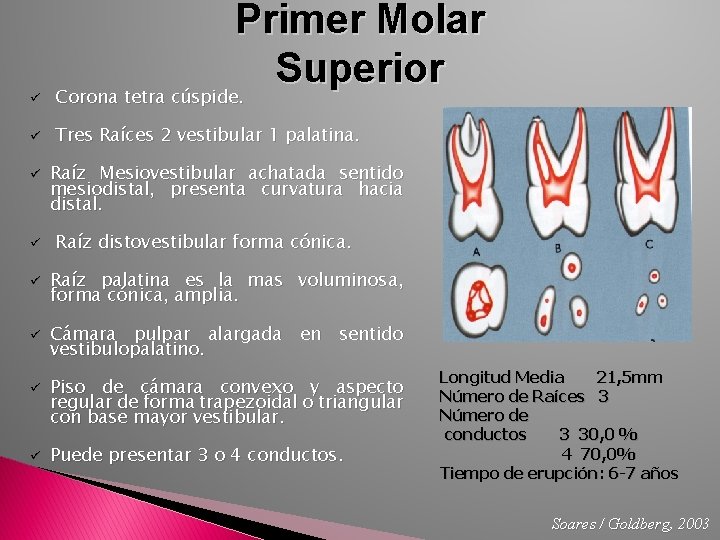 ü Primer Molar Superior Corona tetra cúspide. ü Tres Raíces 2 vestibular 1 palatina.