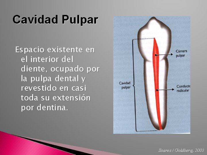 Cavidad Pulpar Espacio existente en el interior del diente, ocupado por la pulpa dental