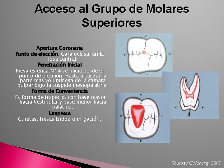 Acceso al Grupo de Molares Superiores Apertura Coronaria Punto de elección: Cara oclusal en
