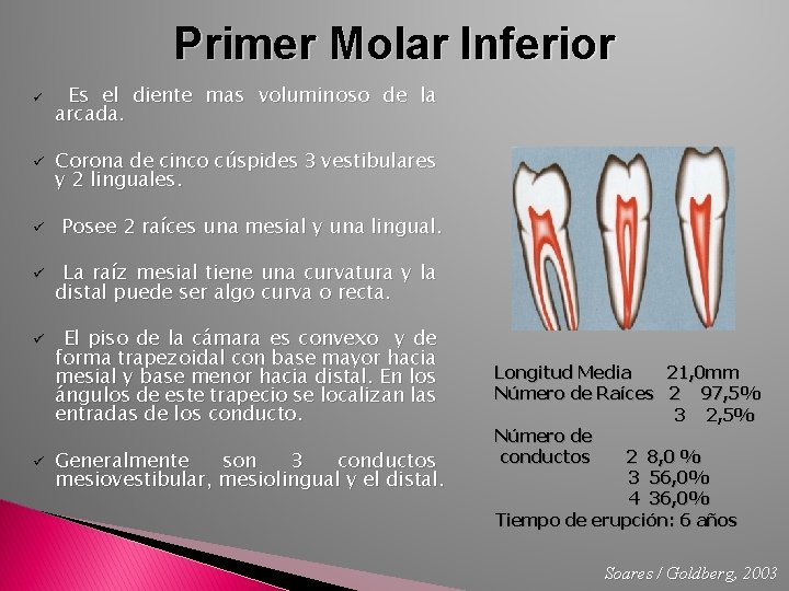 Primer Molar Inferior ü ü ü Es el diente mas voluminoso de la arcada.