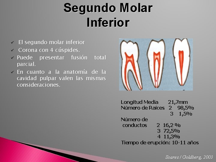 Segundo Molar Inferior ü ü El segundo molar inferior Corona con 4 cúspides. Puede
