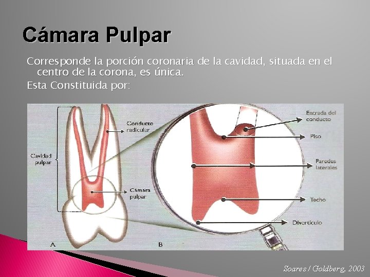 Cámara Pulpar Corresponde la porción coronaria de la cavidad, situada en el centro de