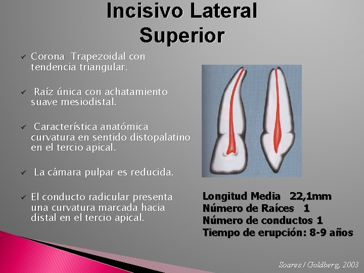 Incisivo Lateral Superior ü ü ü Corona Trapezoidal con tendencia triangular. Raíz única con