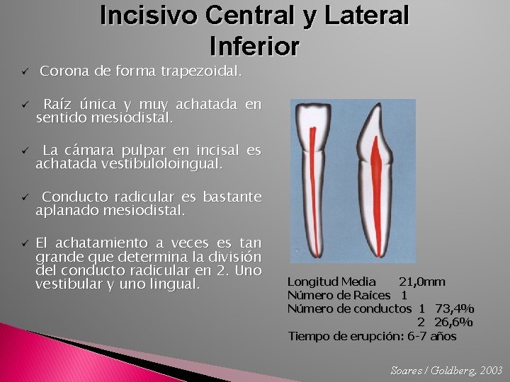 Incisivo Central y Lateral Inferior ü ü ü Corona de forma trapezoidal. Raíz única