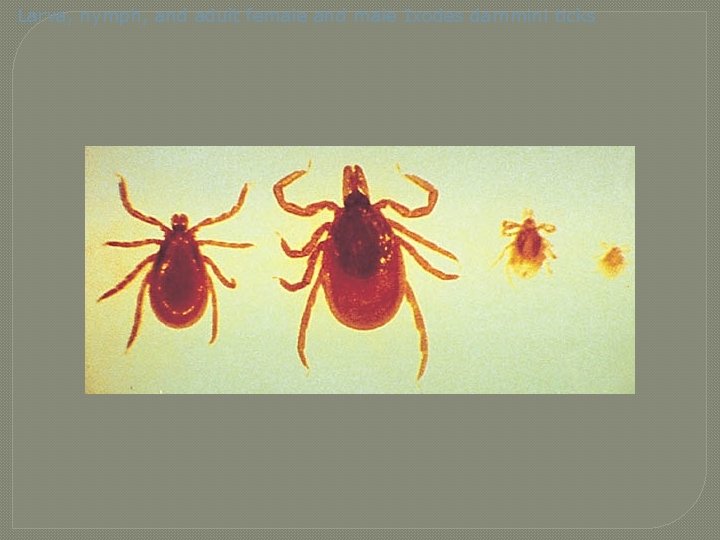 Larva, nymph, and adult female and male Ixodes dammini ticks 