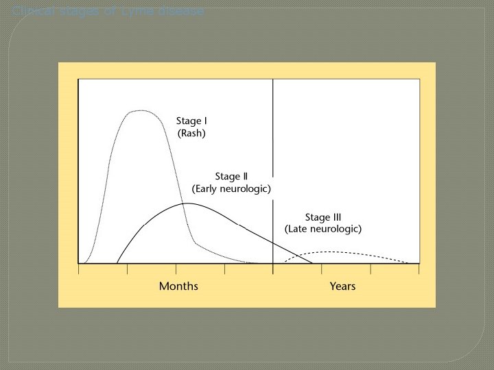 Clinical stages of Lyme disease 