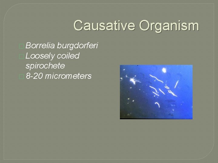 Causative Organism � Borrelia burgdorferi � Loosely coiled spirochete � 8 -20 micrometers 