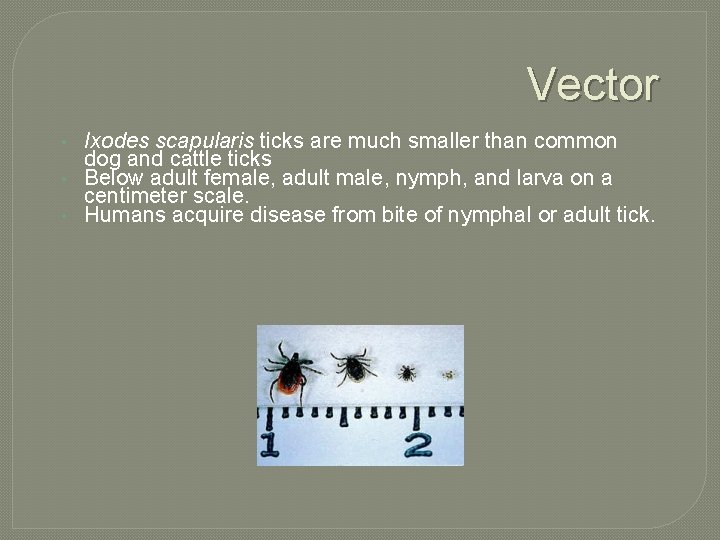 Vector • • • Ixodes scapularis ticks are much smaller than common dog and