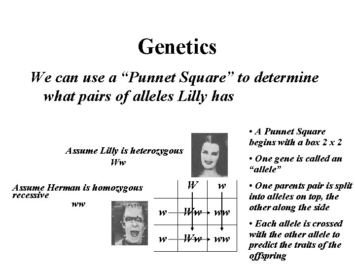 Genetics We can use a “Punnet Square” to determine what pairs of alleles Lilly